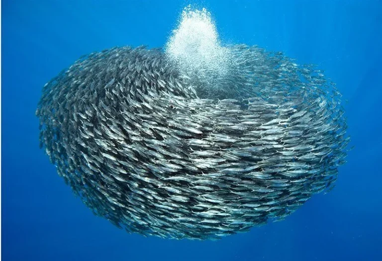 Learn to look for the pattern not just the behaviour - Skip Bowman's Blog