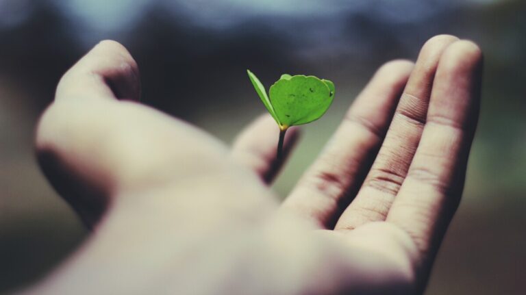 Growth mindset is like nurturing a seedling.